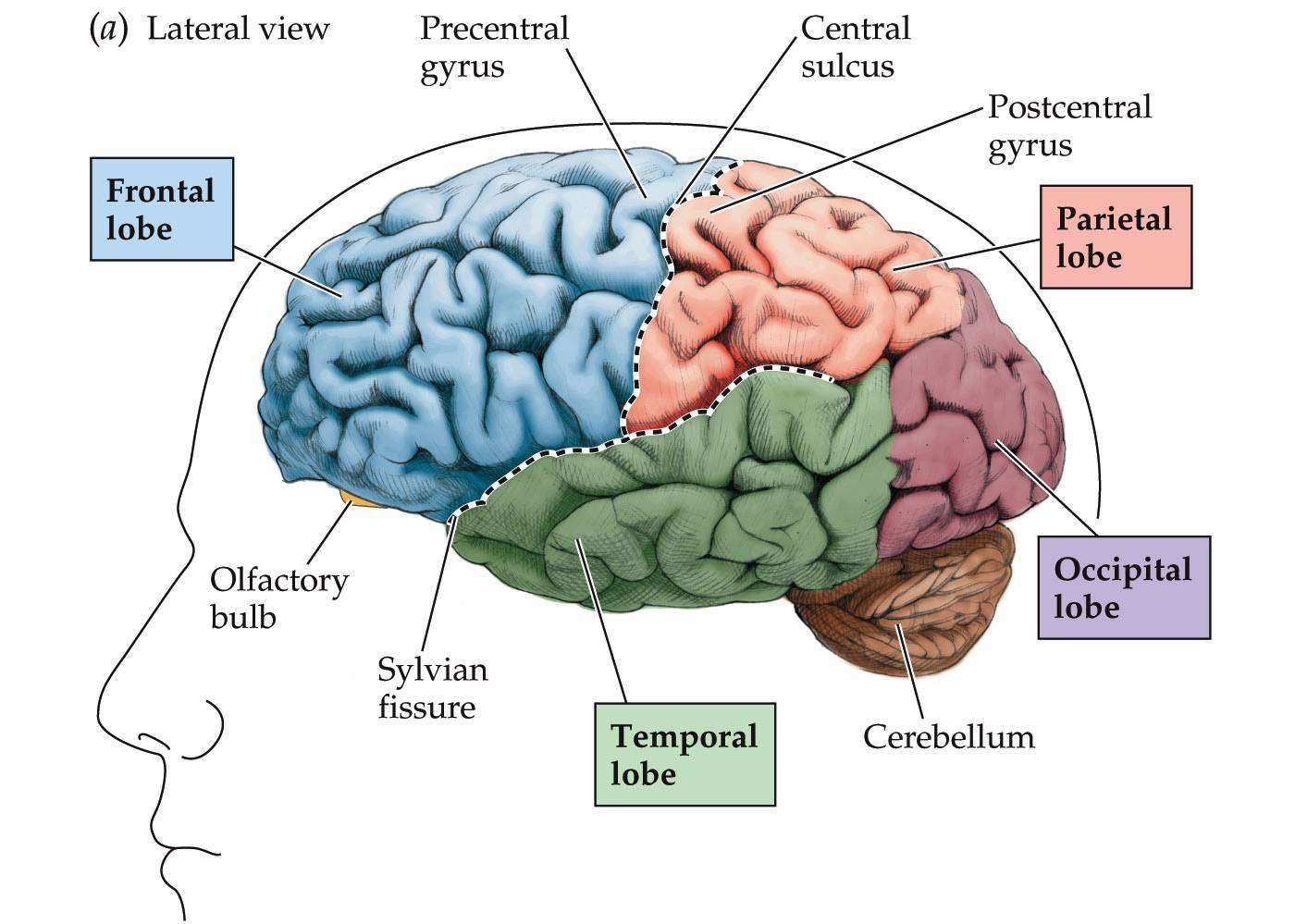 Lateral-view-of-the-brain | Neurodiagnostics EEG