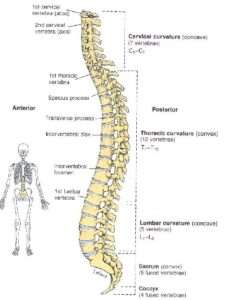 spinal column | Neurodiagnostics EEG