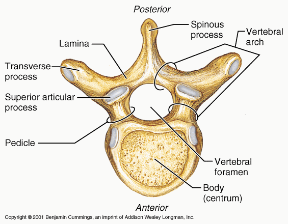 vertebre (1)